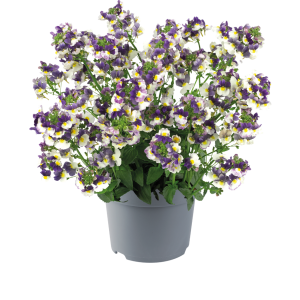 NEMESIA CS-9