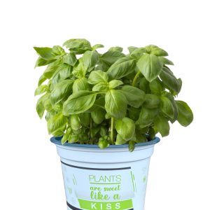 OCIMUM BASALICUM CS-12