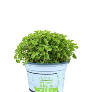 ORIGANUM MAJORANNA CS-12