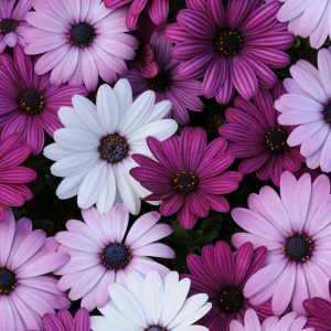 OSTEOSPERMUM CS-12