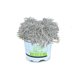 OZOTHAMNUS 'COUNTRY PARK SILVER' CS-12