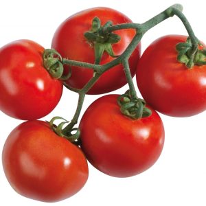 SOLANUM LYC. 'ARUBA' CS-12