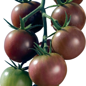 SOLANUM LYC. 'BLACK CHERRY' CS-12