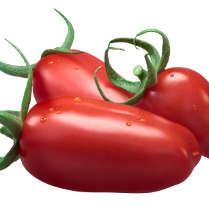 SOLANUM LYC. 'GIANO' CS-12