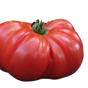 SOLANUM LYC. 'GIGANTOMO' CS-12