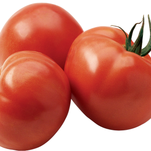 SOLANUM LYC. 'MAESTRIA' CS-12