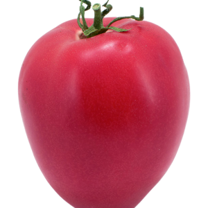 SOLANUM LYC. 'RUGBY' CS-9