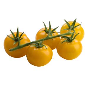 SOLANUM LYC. 'GOLDEN PEARL' CS-12