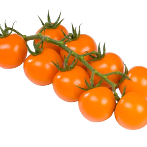 SOLANUM LYC. 'HONEYCOMBE' CS-12
