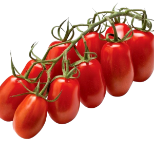 SOLANUM LYC. 'TRILLY' CS-12