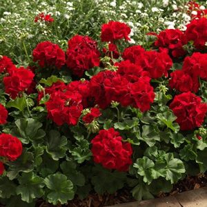 PELARGONIUM 'CALLIOPE' CS-25