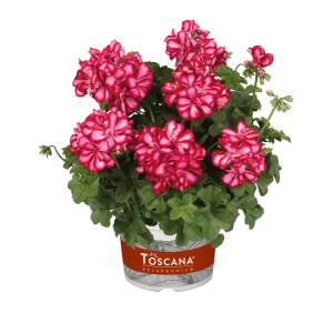 PELARGONIUM PELTATUM 'DOUBLE' CS-12