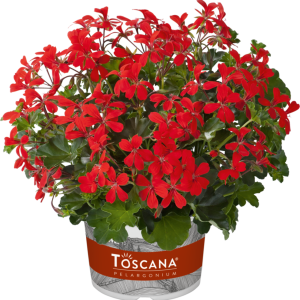 PELARGONIUM PELTATUM CS-12