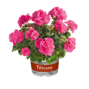 PELARGONIUM ZONALE CS-12