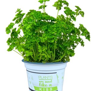 PETROSELINUM CRISPUM VAR. CRISPUM CS-12