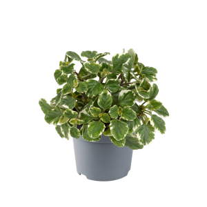 PLECTRANTHUS CS-9
