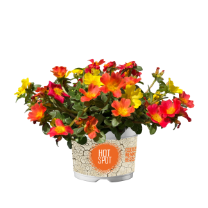 PORTULACA 'PAZZAZ' CS-12