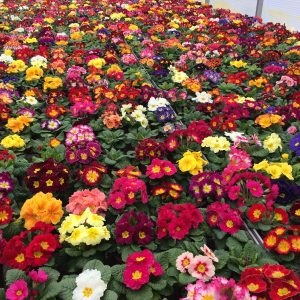 PRIMULA VUL. CS-T128