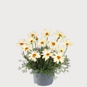 RHODANTHEMUM HOS 'SUNSHINE PEACH' CS-12