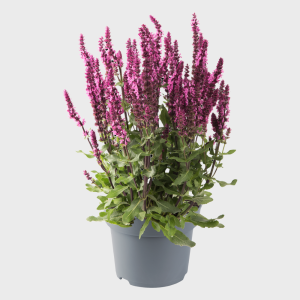 SALVIA NEM. 'SENSATION MEDIUM ROSE' CS-19