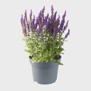 SALVIA NEM. 'SENSATION MEDIUM VIOLET' CS-19