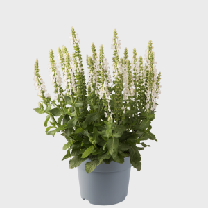 SALVIA NEM. 'SENSATION MEDIUM WHITE' CS-19