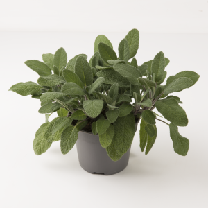 SALVIA OFFICINALIS CS-12