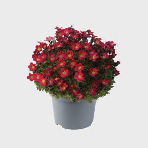 SAXIFRAGA ARE. 'PIXI PAN RED' CS-12