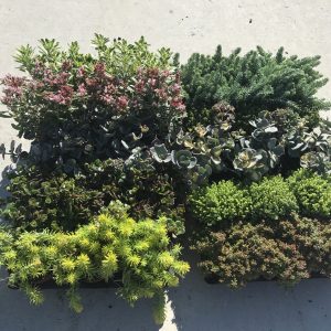SEDUM MIX CS-10,5