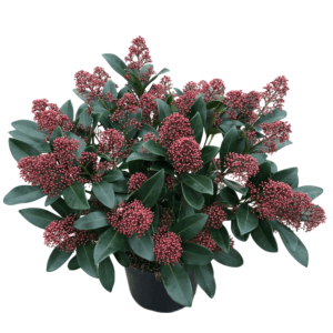 SKIMMIA JAP. CS-12
