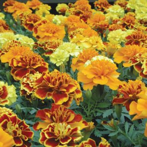 TAGETES PAT. CS-7x7
