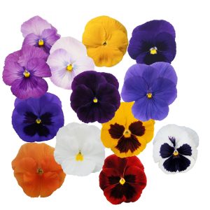 VIOLA WITTROCKIANA CS-9